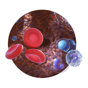 Healthy Blood Formation